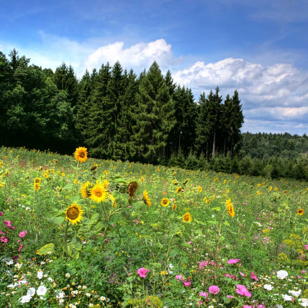 Klimaänderung KLAR! gezeigt