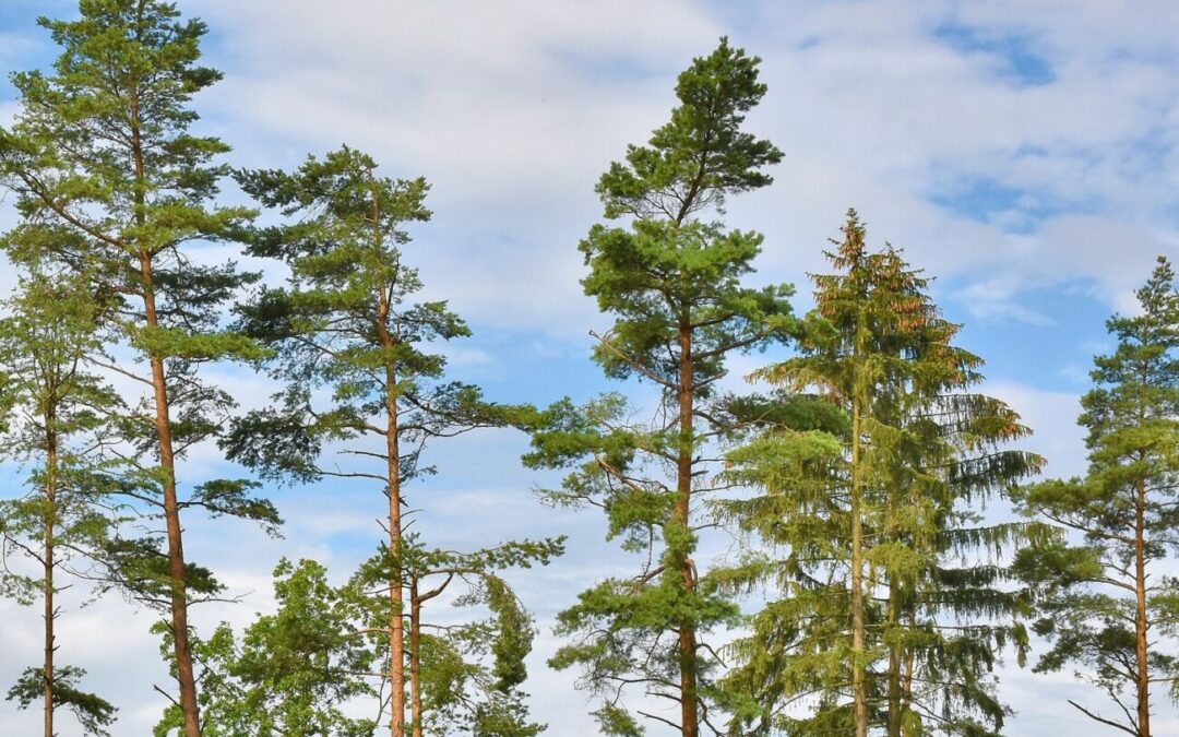 Forst der Zukunft II