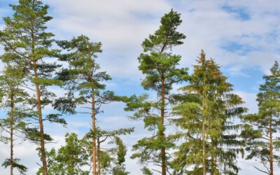 Forst der Zukunft II