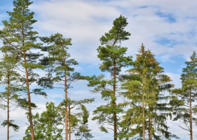 Forst der Zukunft II