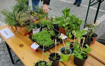 Nachhaltige Regenwassernutzung II